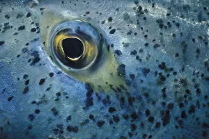 Jeff Rotman Underwater Photography Gallery: Eye of Blue Fin Trevally