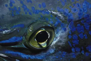 Jeff Rotman Underwater Photography Gallery: Eye of Dolphinfish