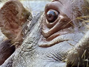 Images Dated 24th October 2009: Eye of hippo
