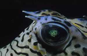 Jeff Rotman Underwater Photography Gallery: Eye of Honeycomb Cowfish
