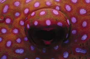 Jeff Rotman Underwater Photography Gallery: Eye of Lunartail Grouper