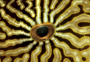 Pacific Gallery: Eye of a Map Puffer or Map Pufferfish (Arothron mappa), Indonesia