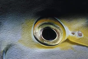 Jeff Rotman Underwater Photography Gallery: Eye of Purple Surgeonfish