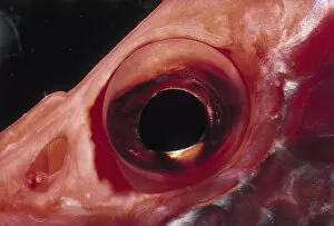 Eye of Squirrel Fish
