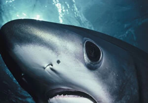 Jeff Rotman Underwater Photography Gallery: Eye of Thresher Shark