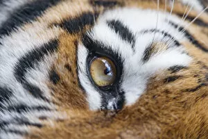 Images Dated 9th February 2015: Eye of the tigress