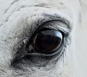 Images Dated 10th November 2013: Eye white horse