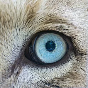 The eye of a white lion