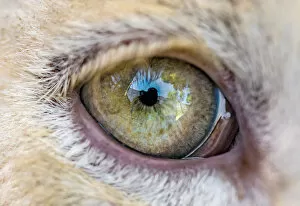 Images Dated 3rd December 2018: The eye of a white lion cub