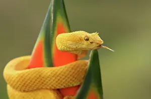 Sticking Out Tongue Prints: Eyelash pitviper (Bothriechis schlegeli) Costa Rica
