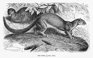 Eyra cat engraving 1894