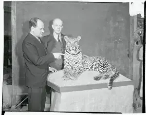 Eastern Africa Prints: F. Trubee Davison and Martin Johnson Gazing at Stuffed Leopard