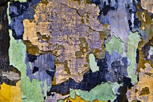 Images Dated 12th June 2011: Facade with flaking paint, Krems, Lower Austria, Austria, Europe