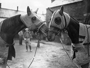 Racehorse Gallery: Face To Face