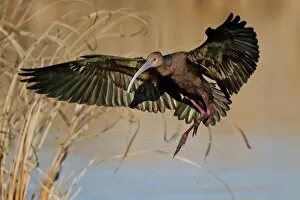Images Dated 28th January 2012: Faced ibis