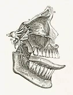 Development Collection: Facial Nerves 19 century medical illustration