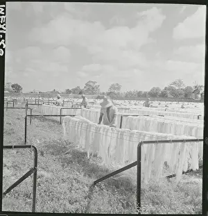 Factory Workers Hanging Fiber Product Outdoors