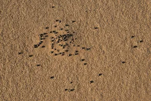 Images Dated 2nd September 2012: Faeces of desert animals, Sossusvlei, Namib Naukluft Park, Namibia