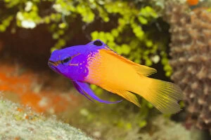 Images Dated 14th March 2011: Fairy Basslet (fish) on tropical coral reef