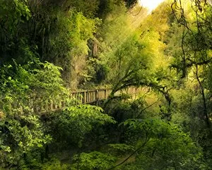 Fairytale forest with a wooden bridge, North Island, New Zealand, composing