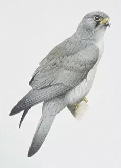 Falco araea, Sooty Falcon perched on a tree branch