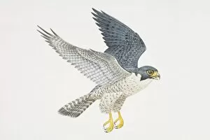 Spread Wings Gallery: Falco peregrinus, Peregrine Falcon in flight, side view