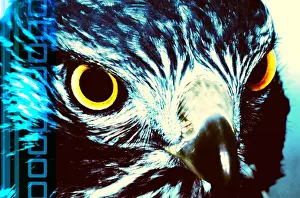 Falcon