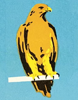 Patriotism Gallery: Falcon