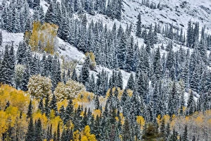 Images Dated 2nd October 2017: Fall colors with dusting of snow, Crested Butte, Colorado, USA