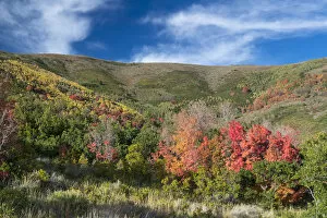 Images Dated 17th September 2016: Fall colors in mountains, Midway, Utah, USA
