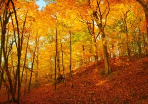 Running Water Prints: Fall colors at Pewits Nest Skillet Creek area Baraboo, Wisconsin