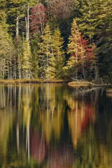 Images Dated 9th May 2016: Fall colors along shoreline of Irwin Lake, Hiawatha National Forest, Upper Peninsula of Michigan
