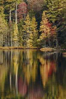 Images Dated 9th May 2016: Fall colors along shoreline of Irwin Lake, Hiawatha National Forest, Upper Peninsula of Michigan