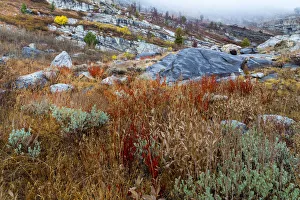 Images Dated 19th October 2015: Fall foliage on mountain, Humboldt National Forest, Nevada, USA
