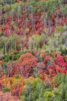 Images Dated 20th September 2016: Fall foliage near Midway and Heber Valley, Utah, USA