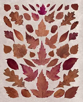 Fall Leaf Arrangement