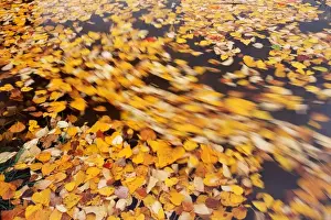 Fall leaves on water