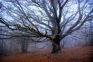 Autumn Gallery: Fall. Tree without leaves in the mountains w / fog