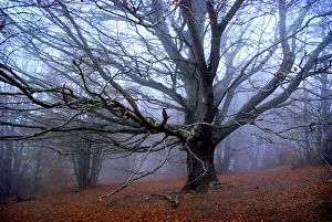 Branch Collection: Fall. Tree without leaves in the mountains w / fog