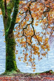 Images Dated 5th December 2016: Fall Trees Along Loch Oich near Invergarry Scotland