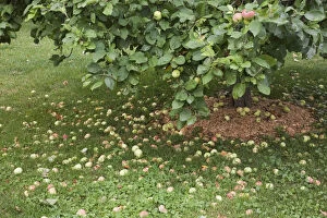 Fallen apples under an apple tree -Malus domestica- in summer, Laval, Quebec Province, Canada