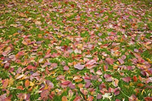 Images Dated 25th November 2011: Fallen autumn leaves on a green grass lawn, Montreal, Quebec, Canada