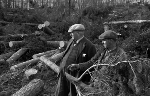 Roles And Occu Prints: Fallen Forest