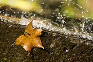 Raindrop Gallery: Fallen maple leaf on a rainy day
