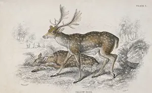 Fallow Deer