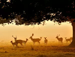 Andreas Jones Landscapes Collection: Fallow Deer
