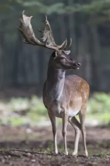 Images Dated 5th September 2014: Fallow Deer -Dama dama-, buck, captive, Vulkaneifel, Eifel, Rhineland-Palatinate, Germany