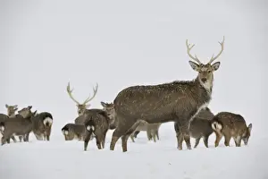 Hind Prints: Fallow Deer -Dama dama-, captive, Upper Austria, Austria Europe