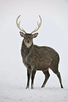 Images Dated 2nd February 2010: Fallow Deer -Dama dama-, captive, Upper Austria, Austria Europe