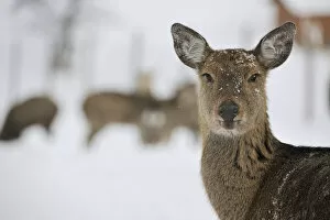 Images Dated 2nd February 2010: Fallow Deer -Dama dama-, captive, Upper Austria, Austria Europe